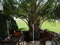 palm mule landscaper pruned