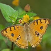 Jocelyn Macphersons billede