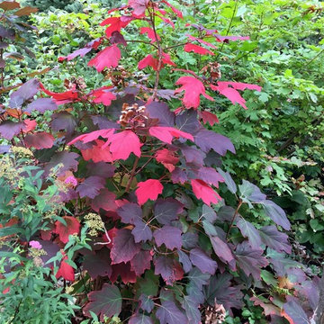 Great Plant Combos