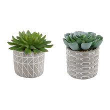 Succulents