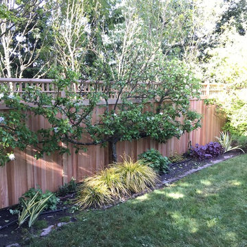 Capital Hill Clear Cedar Fence