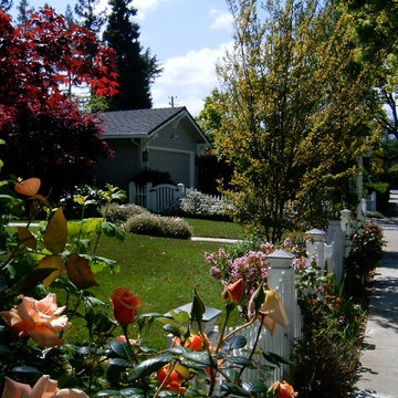 Entry rose garden, Los Gatos, Ca.