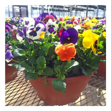 Spring Gardening Ideas