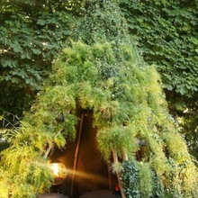 Landscape Ideas