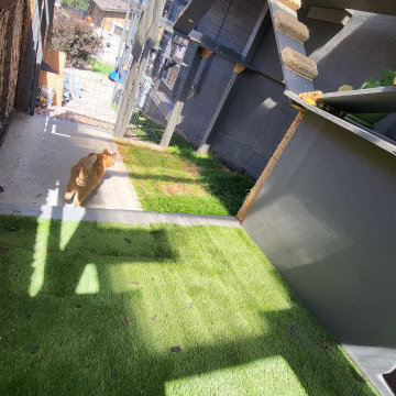 The Purr-fect Playground✨