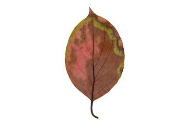 Leaf 18B