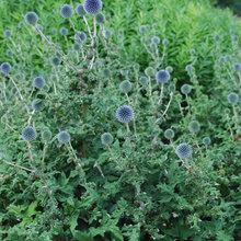 xeriscape