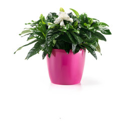 Fiori Madeira Plastic Pot - Peony - Outdoor Plant Pots & Planters