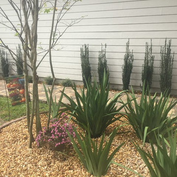 Apostle Lilies