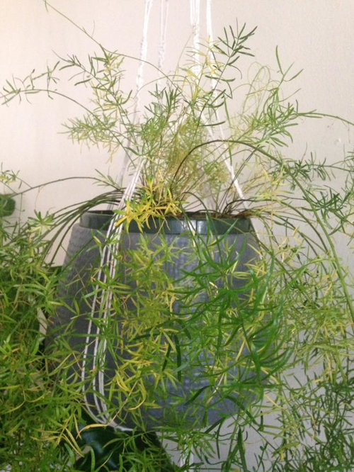 Asparagus Fern Yellowing and Dropping Pins