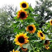 Deb Segalla's photo