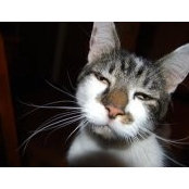 CJ Bengtson's photo