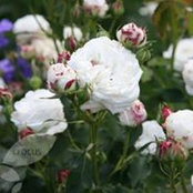 Elizabeth Holcomb's photo