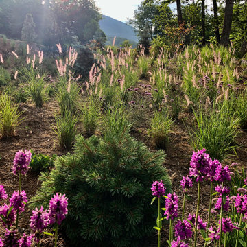 Septic field turned meadow, backlit by the afternoon sun.