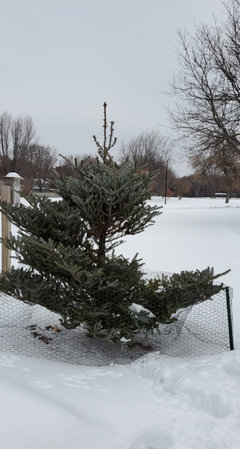 Thuja Tree Stock Photos And Images Agefotostock