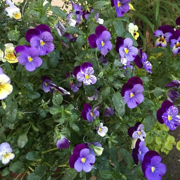 5 Senses In The Garden