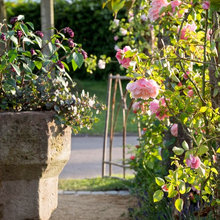 pruning flowers