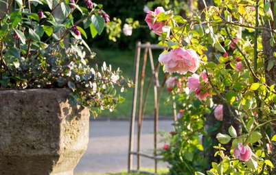 How to Deadhead Roses and Other Garden Favorites