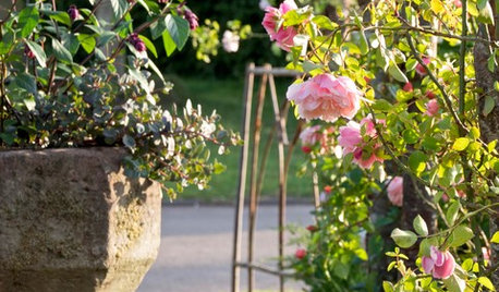 How to Deadhead Roses and Other Garden Favorites