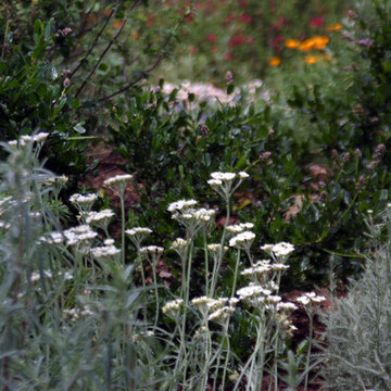 Wildlife Habitat in Campbell, California 95008