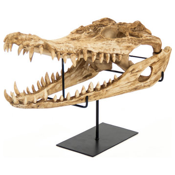 Alligator Skull, Antique Beige Skull on Black Base