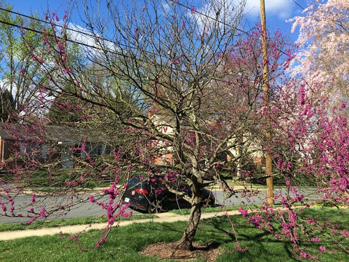 Redbud dead?