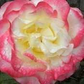 Elena Cases foto