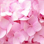 Cheryl Rischel's photo