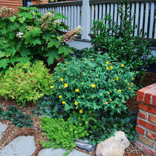 St. John's wort landscaping