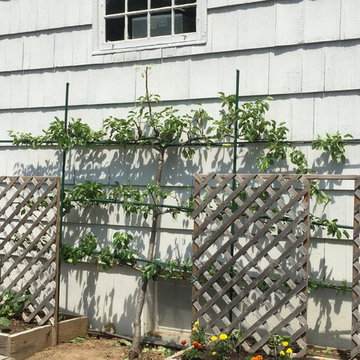 Expert Hand Pruning