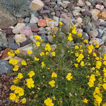 Irvine Turf Rebate Front Yard