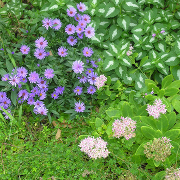 Perennial favorites | Artistry Landscaping Design