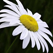 Daisy Benefield's photo