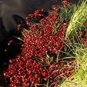 Sara Mercer's photo