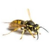 Adam Urassa's photo