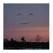 Gene Lerner's photo