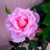 Kat Copeland's photo