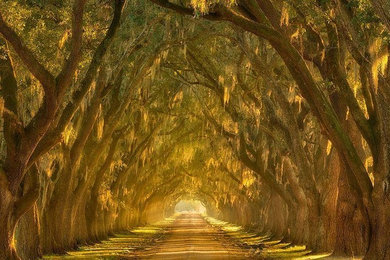 Best Startling Tree Tunnels You Must see This