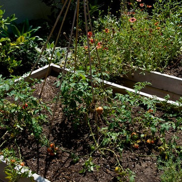 Cherry tomatoes climb up teepee trellis