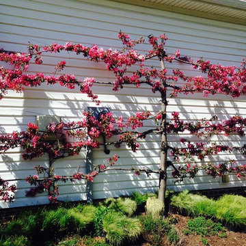 Espalier Trees