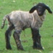 Alex Brown's photo