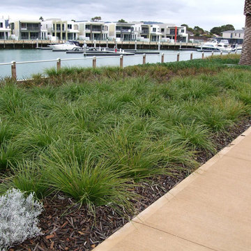 Lomandra longifolia 'Breeze'