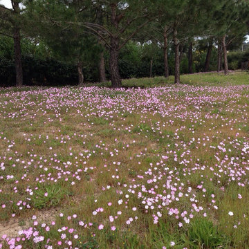 Corsica