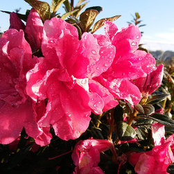 Current Featured Plants - Products