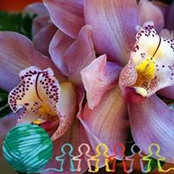 Betsie Ziman's photo
