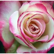Foto von Carol Brewer