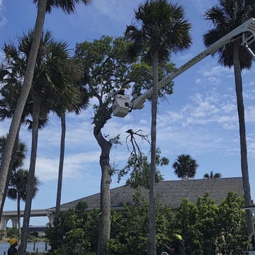 Tree Services in Port Orange, FL