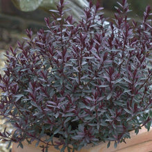 Plants EJ