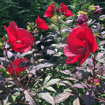 Hibiscus Midnight Marvel