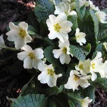 spring containers